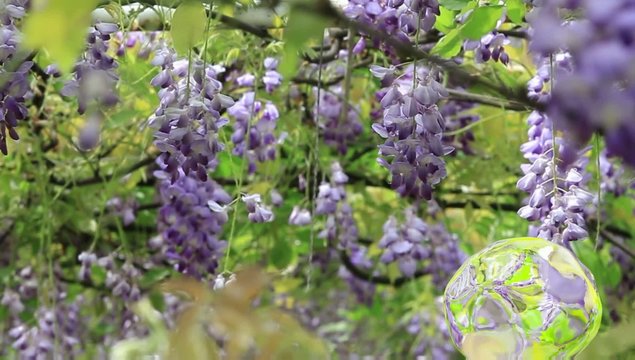 Water Ball sprite on Wisteria floribunda gardan