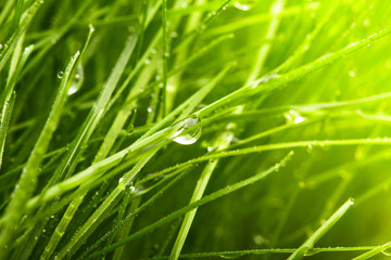 Green grass