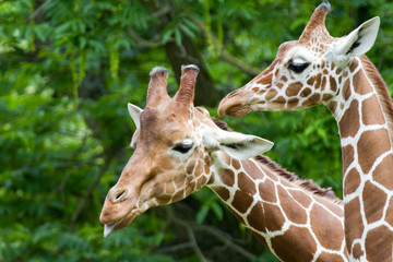 giraffes