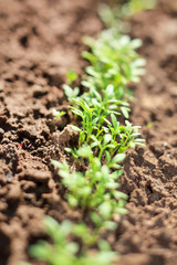 water cress