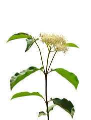Roter Hartriegel (Cornus sanguinea)
