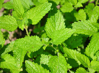 Zitronenmelisse (Melissa officinalis)