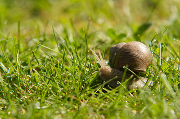 a snail crawling in the watery lawn