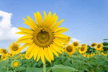 Fototapeta premium Sunflower