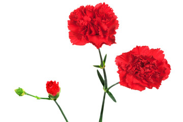 red carnation and bud