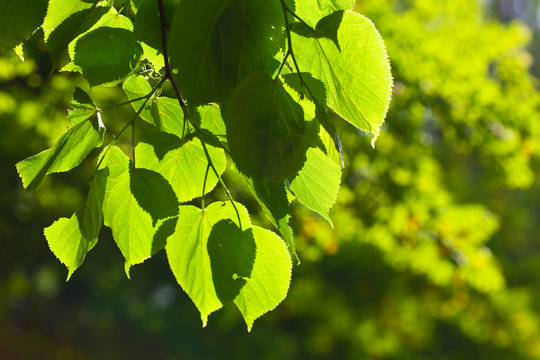 Close up of green linden leaves