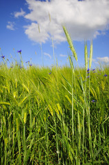 Obraz premium blue cornflowers in a wheat field