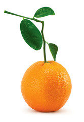 Orange with leaves and tubules on white background