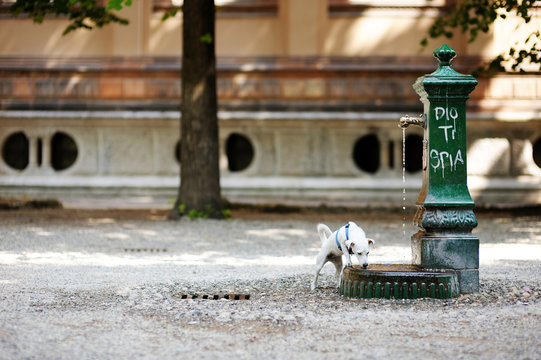 Dog Drinking Water From A Fountain