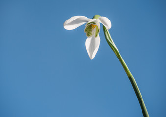 One Snowdrop