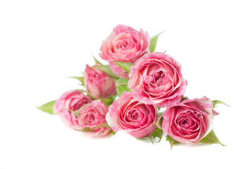 bouquet of beautiful roses on white background