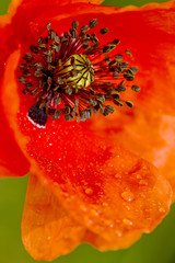 red poppy's detail
