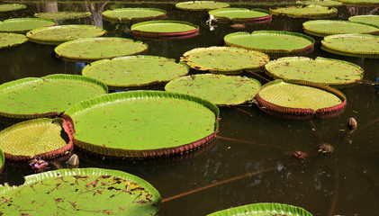 Wasserlilie Victoria regia