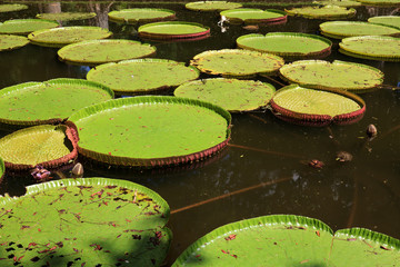 Wasserlilie Victoria regia