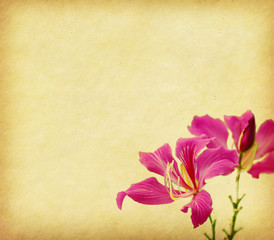 bauhinia flower on Grunge Abstract Background