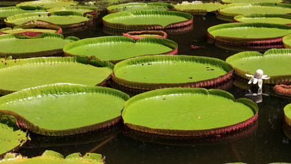 Wasserlilie Victoria regia © Andreas Edelmann