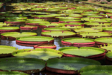 Wasserlilie Victoria regia