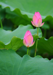 Obraz na płótnie Canvas blooming lotus flower
