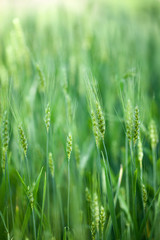 Fototapeta na wymiar wheat plant
