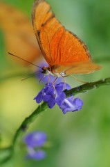 Dryas iulia