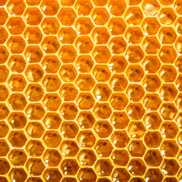 Close up view of honeycells.