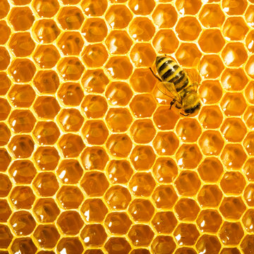Close up view of the working bees on honeycells.