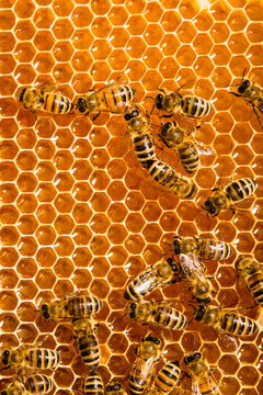 Close up view of the working bees on honeycells.