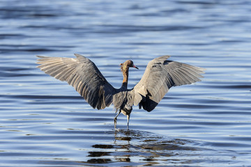 reddish egret,  egretta rufescens