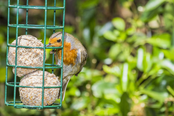 Robin feeding in kent garden