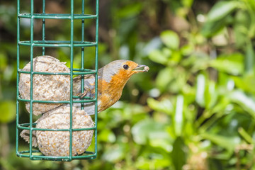 Robin feeding in kent garden 2