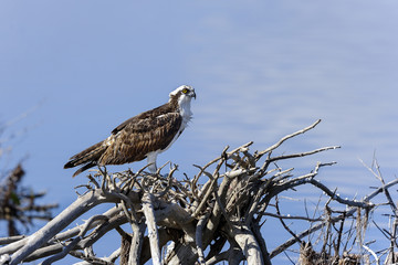 osprey, pandion haliaetus