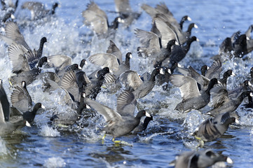 american coot, fulica americana