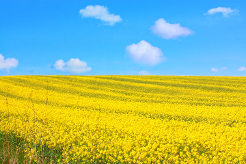 Fototapeta premium Beautiful fields of rape in Springtime