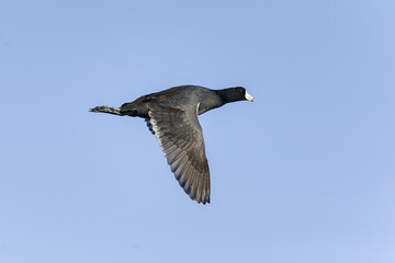 american coot, fulica americana