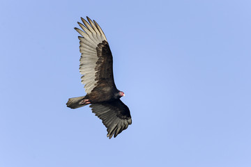 turkey vulture, cathartes aura