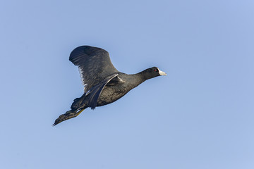 american coot, fulica americana