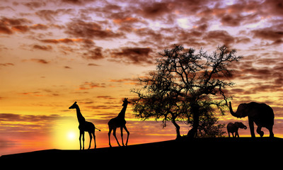 Fototapeta na wymiar African sunset