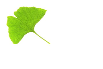 Fototapeta premium Ginkgo