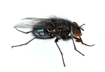 Home-fly isolated on white