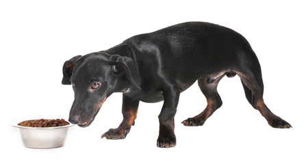 black little dachshund dog and food isolated on white