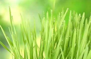 Obraz na płótnie Canvas Green grass closeup