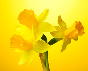 beautiful yellow daffodils on yellow background