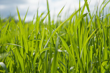 Fototapeta premium Fresh thick grass
