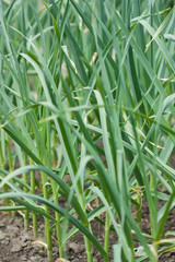 Green garlic