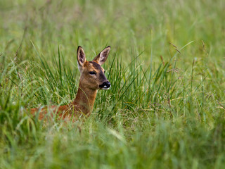 Roe Deer in field of long grass