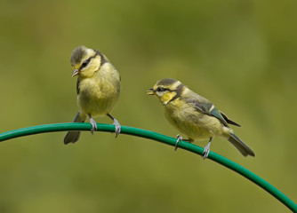 Two baby Blue Tits on a curved perch (Cyanistes caeruleus