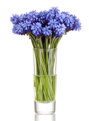 Muscari - hyacinth in glass isolated on white