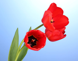 Beautiful tulips on blue background