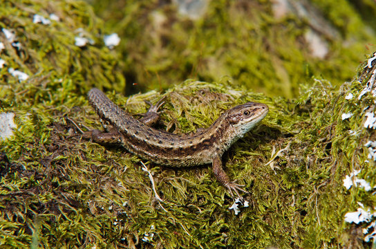 Common Lizard (Viviparous lizard)