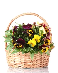Cercles muraux Pansies beautiful violet pansies in basket isolated on a white .